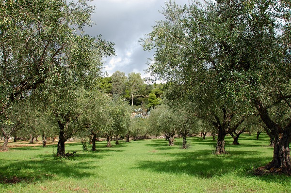 xylella fastidiosa sei varità sono immuni