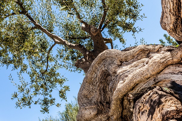 xylella innesti curare piante