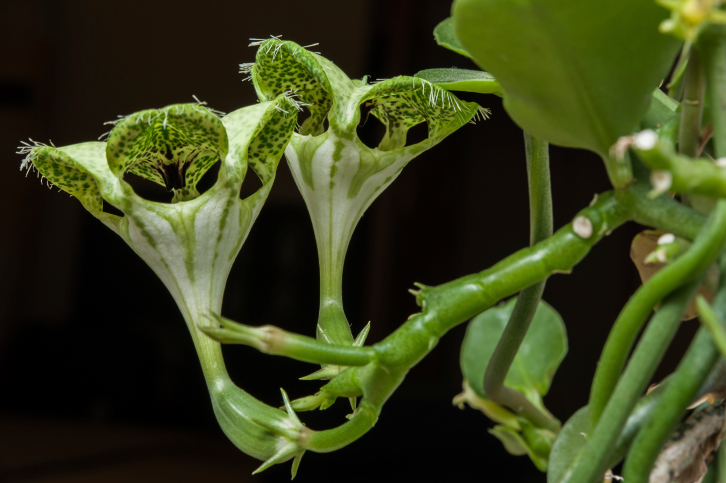 Ceropegia woodii 