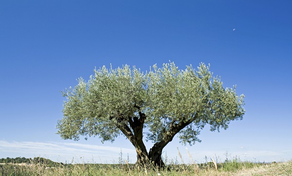 Xylella, trovato metodo naturale efficace