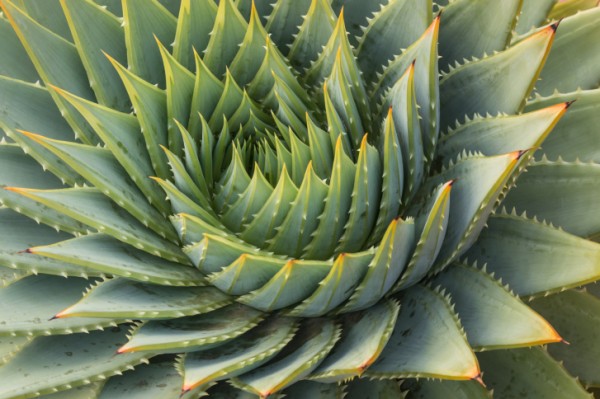 aloe sfiorita