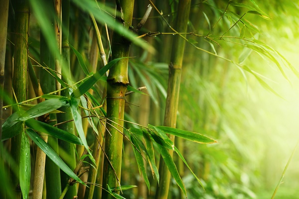 bambù fioritura sincronizzata