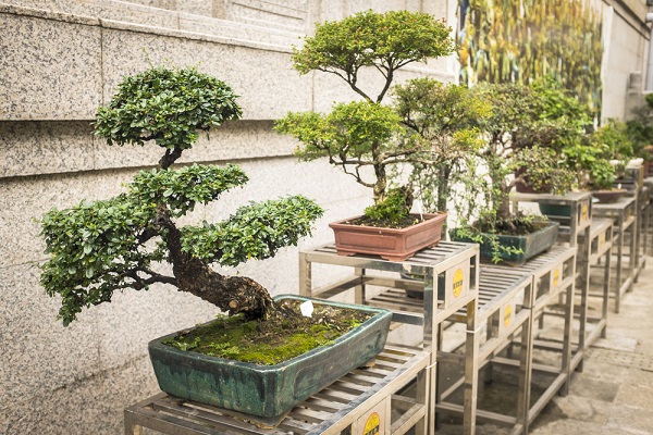 bonsai (2)