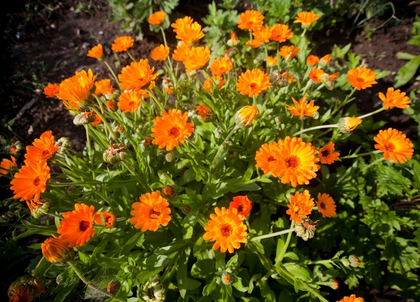 calendula