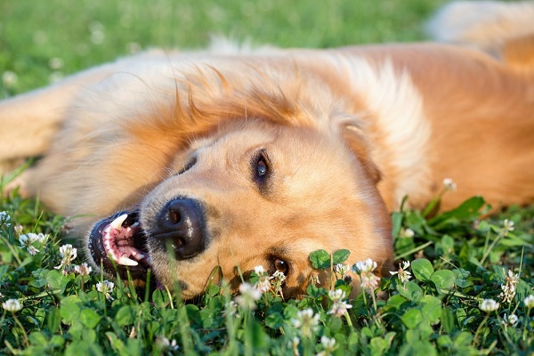 cane sdraiato sul prato