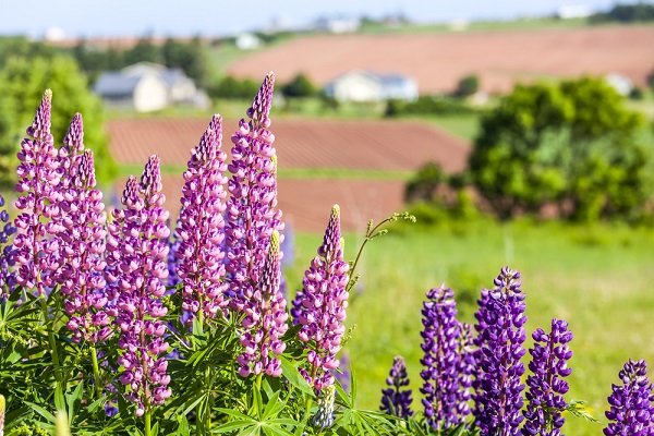 cosa seminare agosto lupini