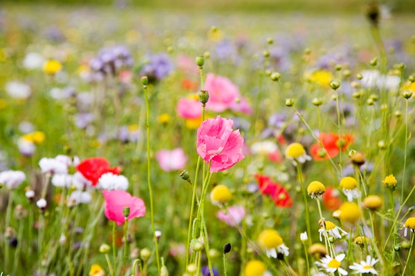 fiori nascono dalle sigarette