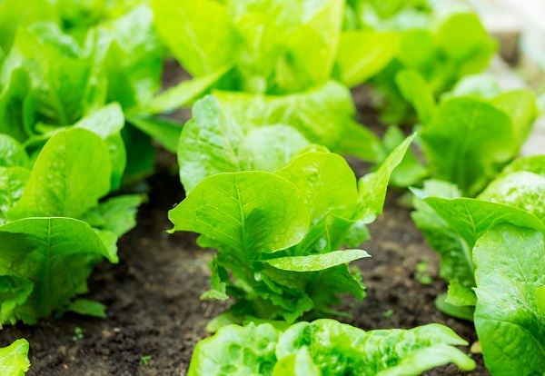 proteggere insalata caldo