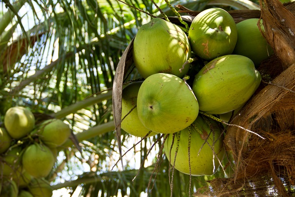 Come coltivare la palma da cocco