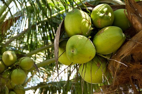 palma da cocco