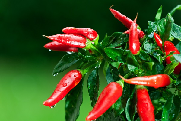 4 consigli coltivare peperoncino