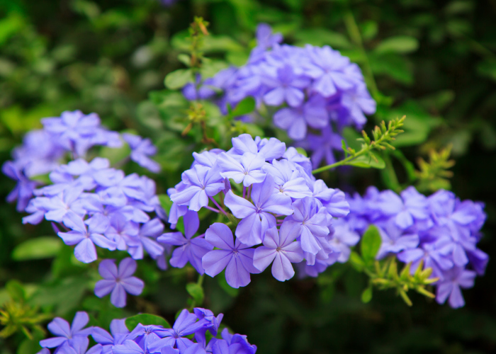 plumbago