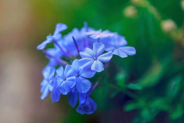 plumbago