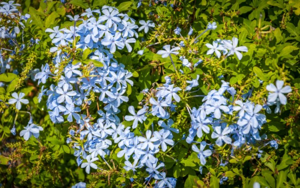 plumbago