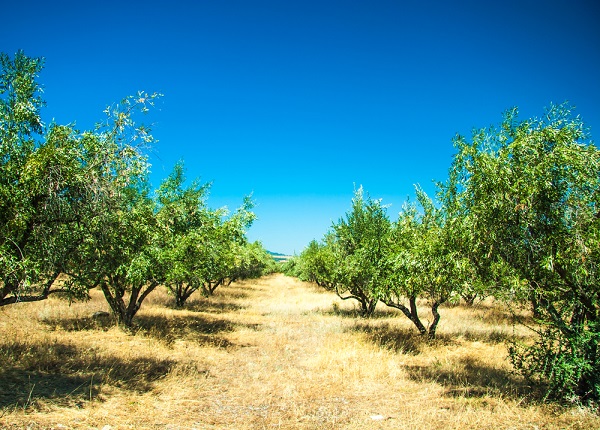 xylella stato calamità salento