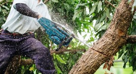 xylella altre eradicazioni ulivi oria