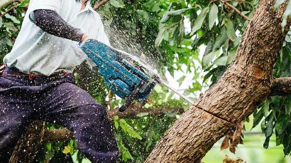 xylella altre eradicazioni ulivi oria