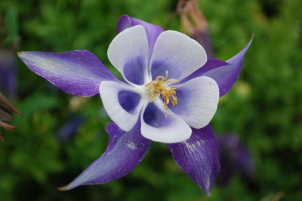 Aquilegia