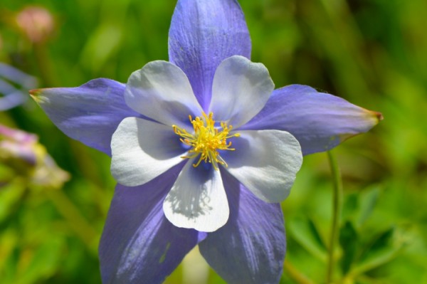 Aquilegia