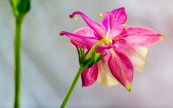 Aquilegia