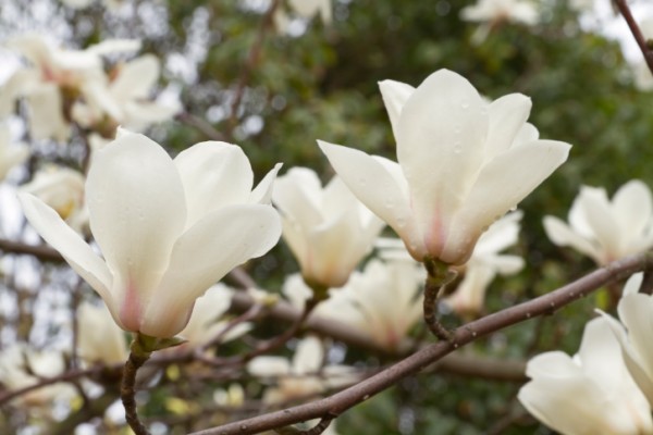 Quando potare la Magnolia?
