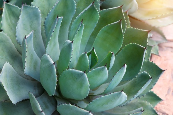 Agave