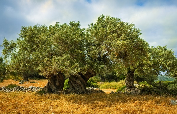 alberi ulivo