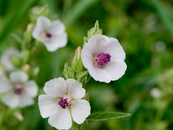 althea officinalis