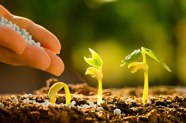 6 fertilizzanti naturali per orto e giardino