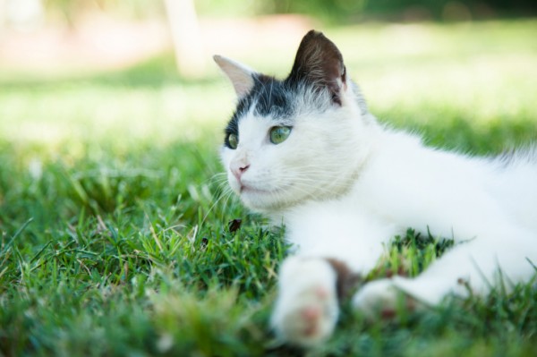 Tenere lontani dal prato i gatti