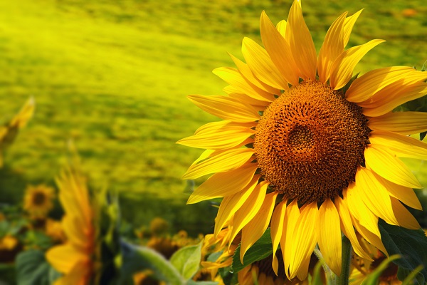 girasoli cure avversità malattie