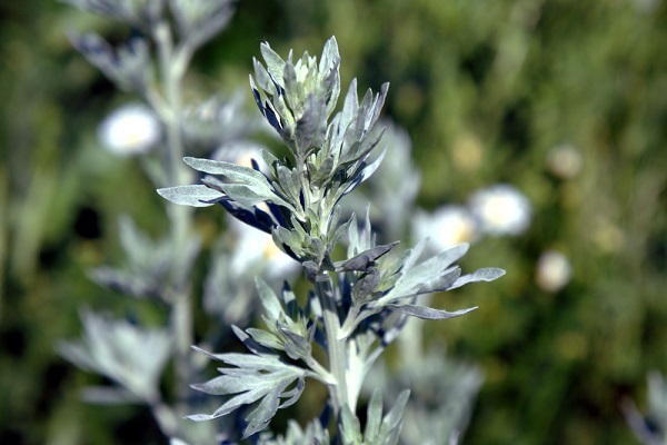 assenzio insetticida naturale ecco come