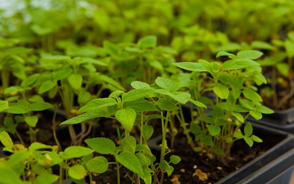 5 tipi di germogli da coltivare in vaso