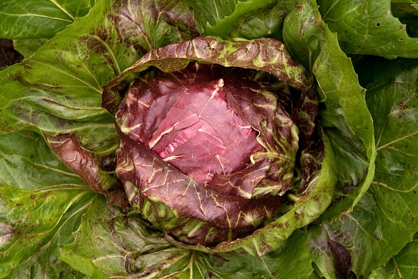 5 consigli coltivare radicchio