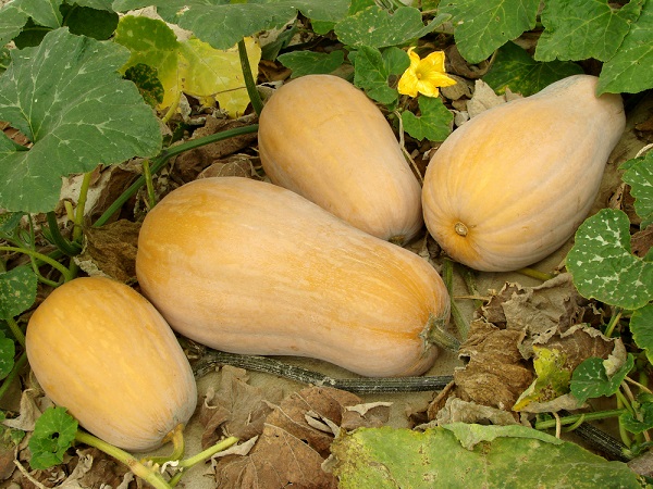 5-consigli-coltivare-zucca