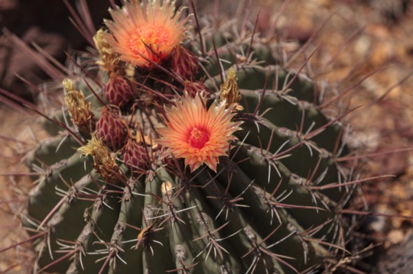 Echinopsis