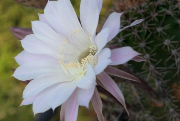 Echinopsis 