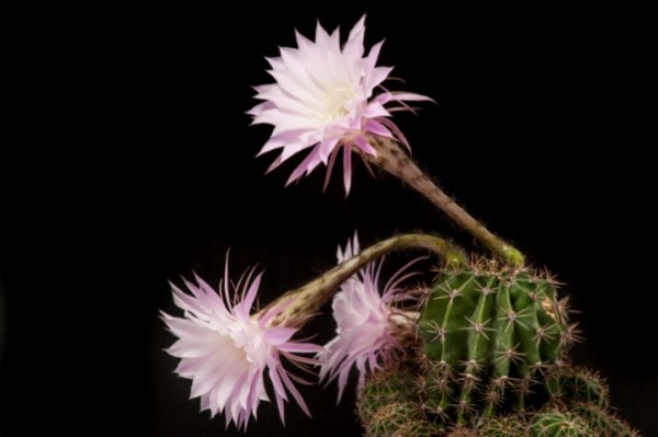 Echinopsis 