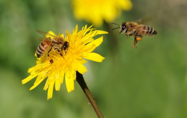 Impollinazione a rischio, le api non "sentono" più i fiori