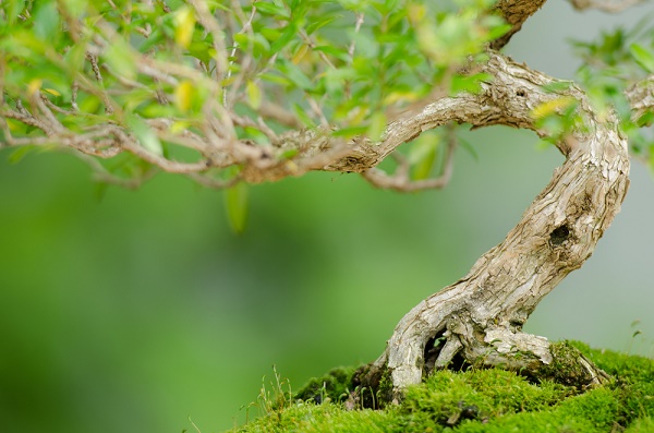 La filatura del bonsai: perché, quando e consigli