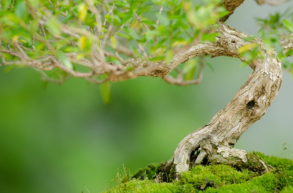 filatura bonsai perché quando consigli