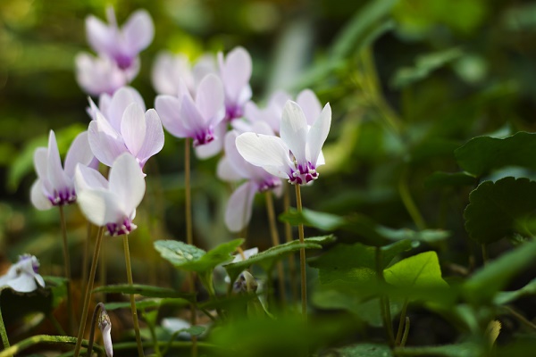 6 piante giardino autunnale