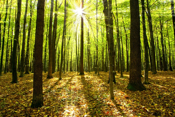 quanti-sono-alberi-sulla-terra