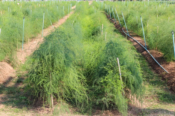 5 consigli per coltivare gli asparagi