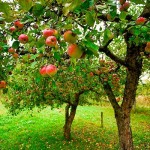 alberi da frutto bio castello quistini 20 settembre