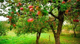 alberi da frutto bio castello quistini 20 settembre