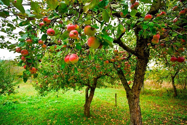 alberi da frutto bio castello quistini 20 settembre