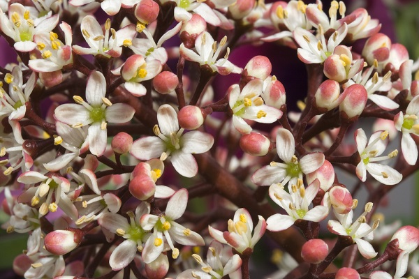 skimmia