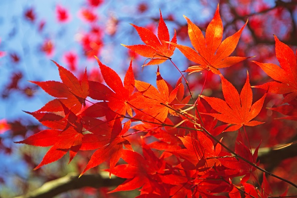 Momijigari, la magia dell'acero palmato in autunno