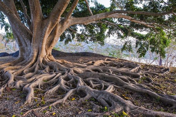 albero con grandi radici